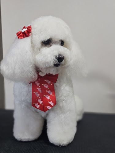 Mestican Grooming — Peluquería Canina